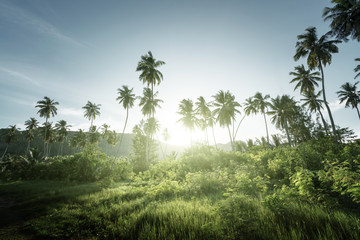 sunset in jungle, seychelles