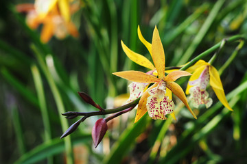 Orchid garden in tropics.