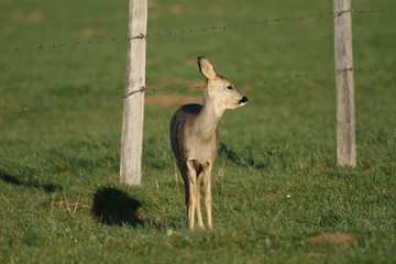chevreuil de face
