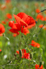 Naklejka premium poppy field.