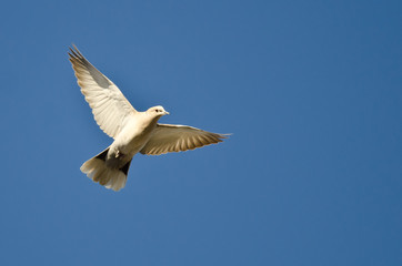Fototapeta na wymiar Eurasian Collared-Dove Flying in a Blue Sky