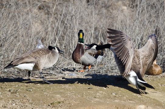 Canada Geese Arguing as Mallard Duck Looks On