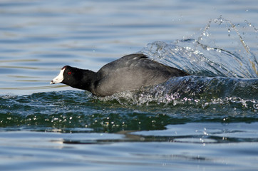 American Coot on the Attack