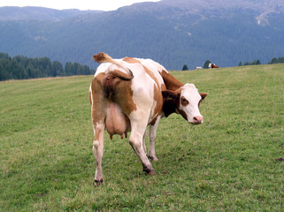 This cow closely resembles the Pink Floyd Atom heart mother album, same colors and same expression