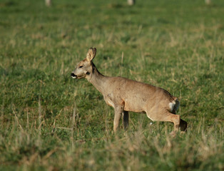 chevreuil de profil