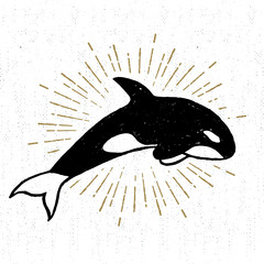 Hand drawn textured icon with killer whale vector illustration