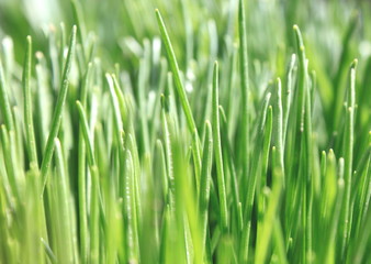 Close up of fresh thick grass, background of green grass, summer background