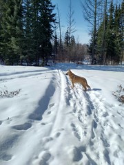 Dog standing on snow covered trail
