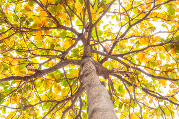 Fototapeta premium Malabar tree with colorful leaf in autumn season.