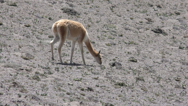 A vicuna grazes on sparse vegetation in a dry rocky Andean landscape in the Ecuadorian Andes, a steady high-angle view of the animal feeding on the harsh sunlit terrain.