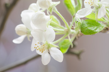 Naklejka na ściany i meble apple tree blossom