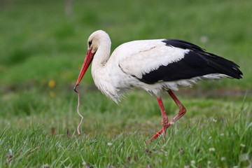 White stork and earthworm, ciconia ciconia