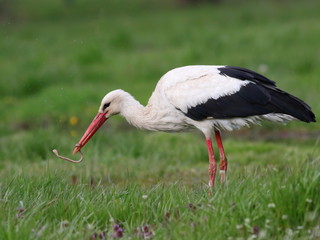 White stork and earthworm, ciconia ciconia