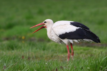 Obraz premium White stork, ciconia ciconia