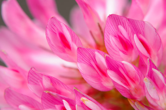 Fototapeta Makro Kwiat Czerwonej Koniczyny