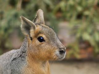 Close up portrait of the head of Patagonian Mara. This animal  is a relatively large rodent in the mara genus. It is also known as the Patagonian cavy, Patagonian hare or dillaby. 