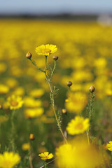 Obraz premium Spring yellow flowers with sunset