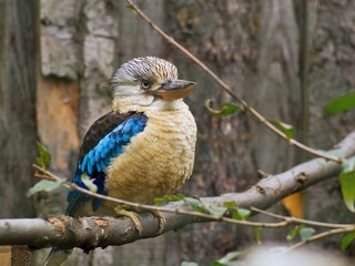 Species of big australian kingfisher bird blue winged kookaburra. This bird is a large species of kingfisher native to northern Australia and southern New Guinea. It has blue wings and brown shoulders