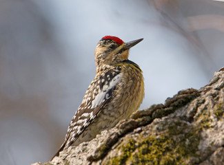 Yellow-bellied Sapsucker