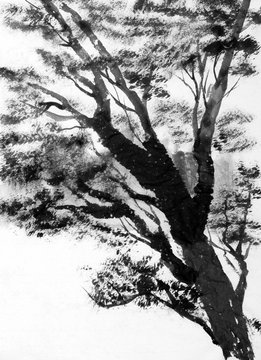 high pine tree