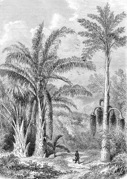 Palm Tree, Raphia of Madagascar, Caryota the Malabar, vintage en