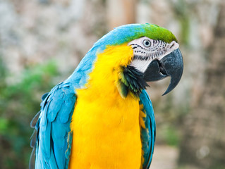A parrot