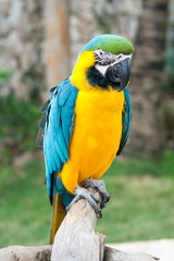 A parrot