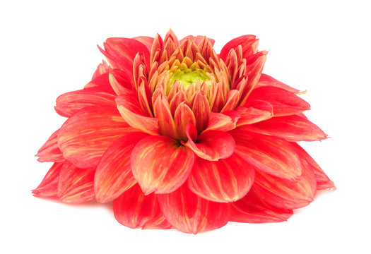 Red Dahlia Flower with Yellow Stripes Isolated on White Background