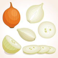 Yellow whole onion. Half, slice and onion rings. Vector illustration.