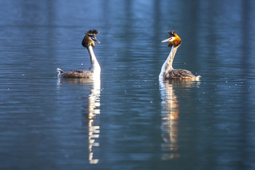 Haubentaucher (Podiceps cristatus), Lappentaucher (Podicipedidae) am Schwansee in Bayern, Deutschland