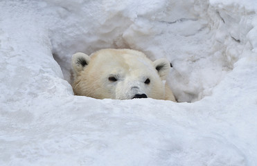 Белый медведь в берлоге.