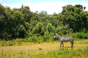 Fototapeta na wymiar Plain zebra