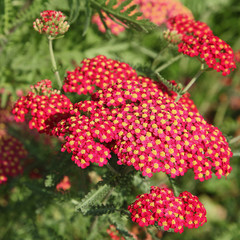 Achillée 'paprika' rouge
