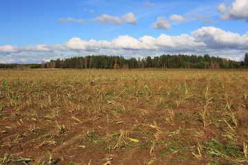 Autumn harvested field