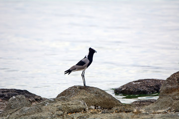 Blacksmith plover, Lake Elementeita, Kenya