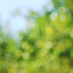 Fototapeta na wymiar Natural green blured background with bokeh