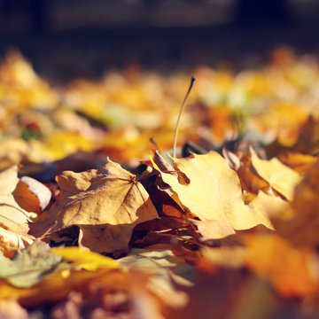 Yellow Atumn Leaves In The Park