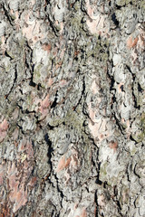 Bark of cedar. Background