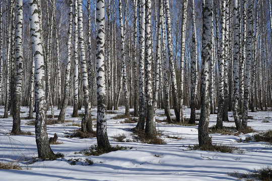 Fototapeta birch