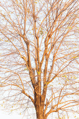 Tree and branch with no leaf in autumn season.