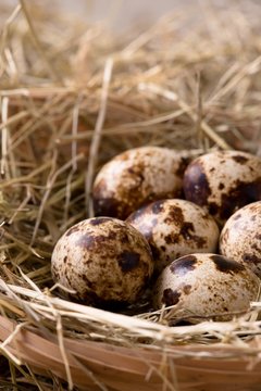 Few quail eggs in a nest from straw