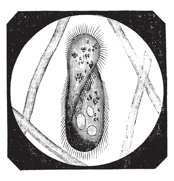Paramecium aurelia, vintage engraving.