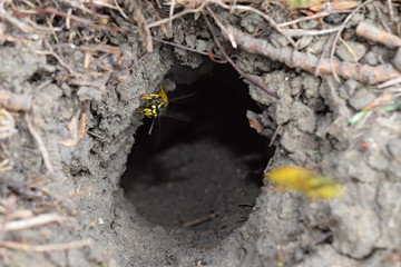 Log into the slot vespula vulgaris
