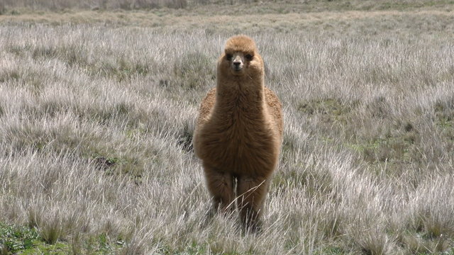 A single brown alpaca stands alert in a vast dry grassland on the foothills of Chimborazo in the Ecuadorian Andes, facing the camera with a calm demeanor under bright daylight.
