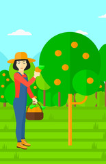 Farmer collecting oranges.