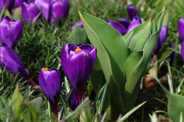 Purple crocus with others in the background during the spring
