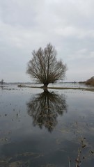 Drzewo na rozlewisku © michalsen