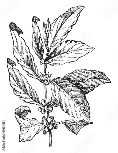 Coffee Tree Vintage Engraving Coffee Tree Vintage Engraving
