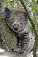 Koala on eucalyptus tree in Victoria, Australia.