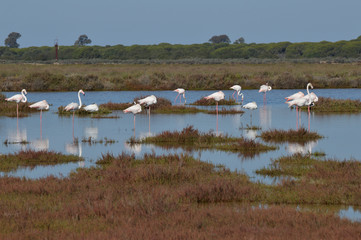 flamencos en la marisma